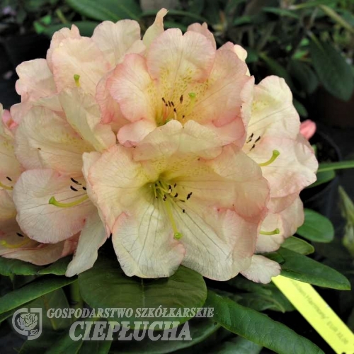 Golden Harmony - Рододендрон гибридный - Golden Harmony - Rhododendron hybridum