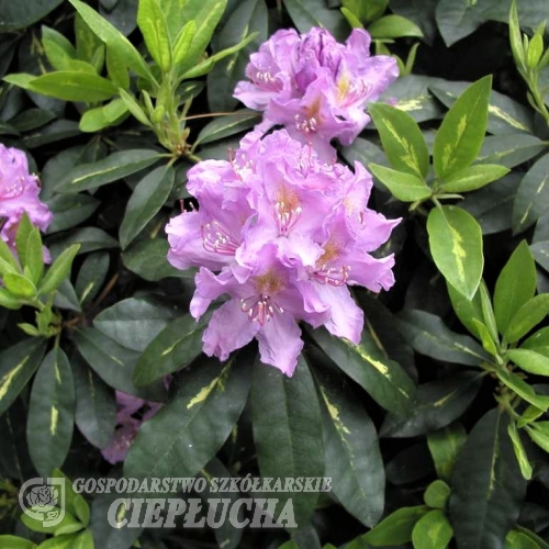 Goldflimmer - Рододендрон гибридный - Goldflimmer - Rhododendron hybridum