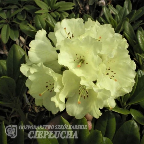 Goldkrone - wardii hybr. - Rhododendron Hybride - Goldkrone - wardii hybr. - Rhododendron hybridum