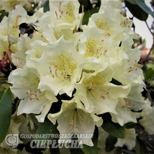 Goldsworth Yellow - Рододендрон гибридный - Goldsworth Yellow - Rhododendron hybridum