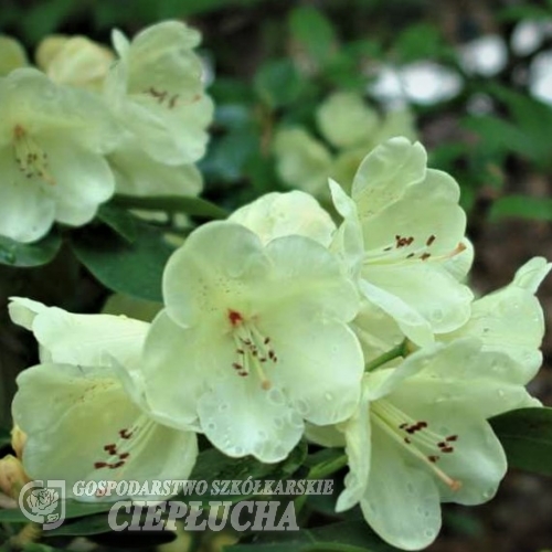 Graf Lennart - Рододендрон гибридный - Graf Lennart- Rhododendron hybridum