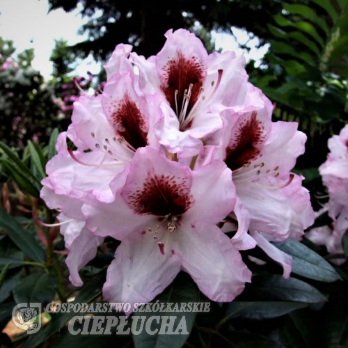 Graffito - różanecznik wielkokwiatowy - Graffito - Rhododendron hybridum