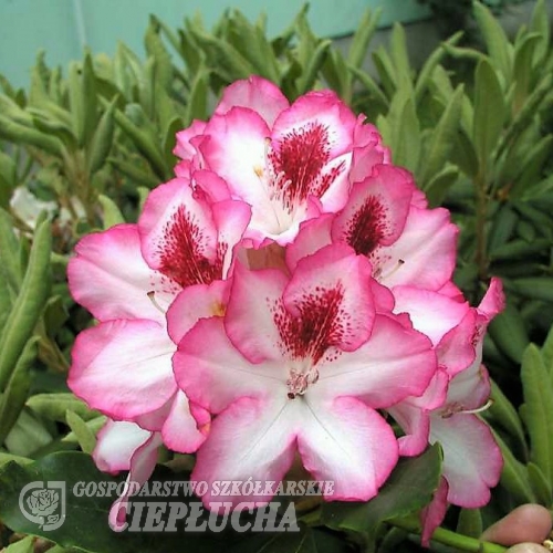 Hachmann's Charmant - różanecznik wielkokwiatowy - Hachmann's Charmant - Rhododendron hybridum