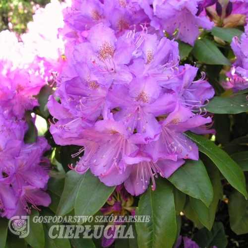 Purpureum Grandiflorum - Rhododendron hybrid - Purpureum Grandiflorum - Rhododendron hybridum