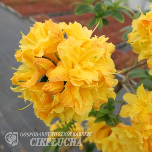 Csardas - Azalea - Csardas - Rhododendron (Azalea)