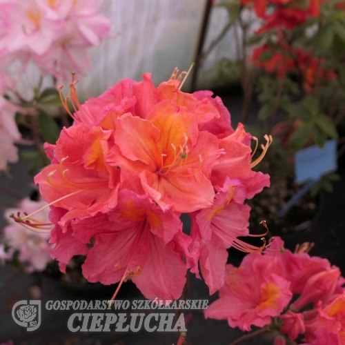 Juanita - Azalea - Juanita - Rhododendron  (Azalea)