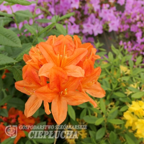 Spek's Orange - Azalia wielkokwiatowa - Spek's Orange - Rhododendron (Azalea)