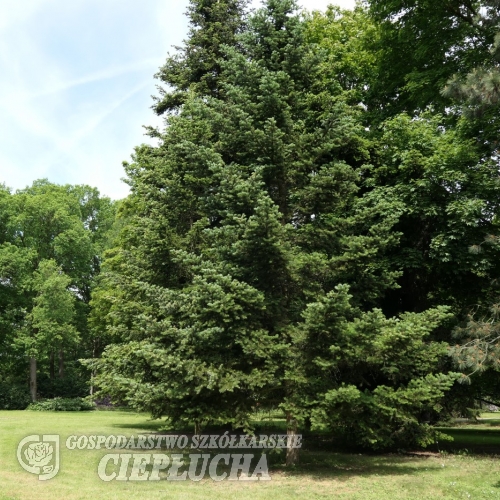 Abies holophylla - jodła mandżurska - Abies holophylla