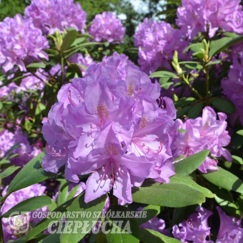 Catawbiense Boursault - Rhododendron hybrid - Catawbiense Boursault - Rhododendron hybridum