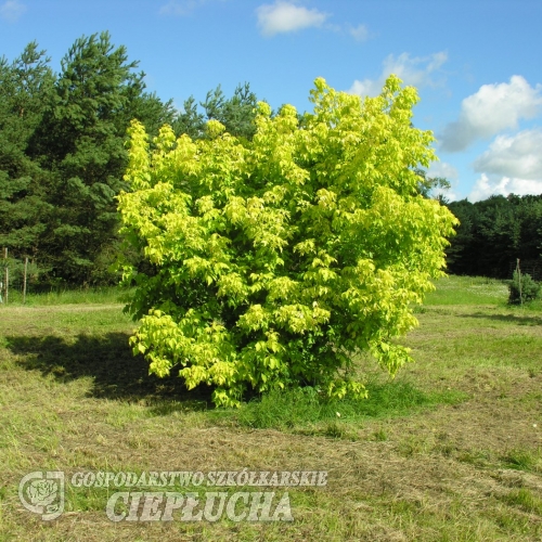 Acer negundo 'Kelly's Gold' - Box elder - Acer negundo 'Kelly's Gold'