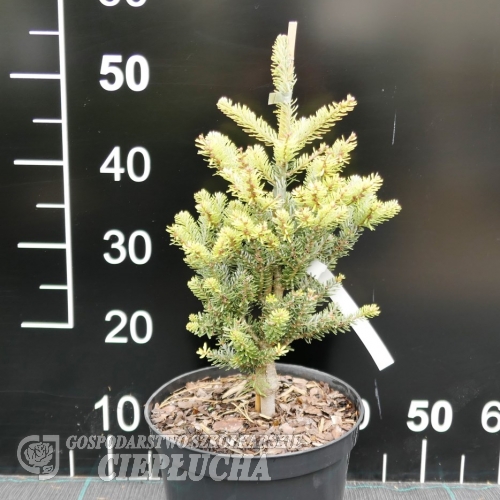 Abies koreana 'Aurea' - Пихта корейская - Abies koreana  'Aurea'