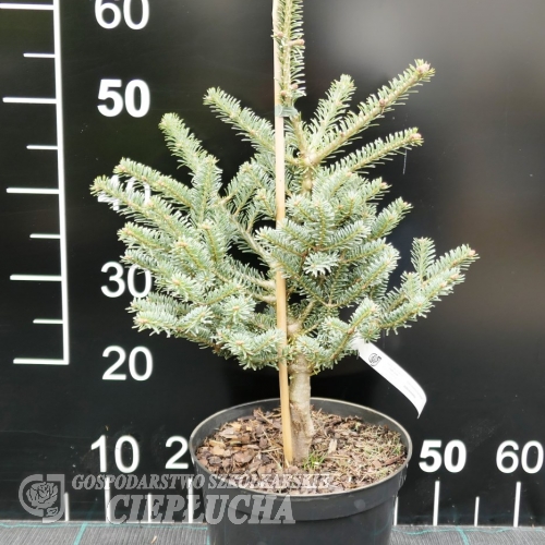 Abies koreana 'Blue Standard' - Koreanische Zwergtanne - Abies koreana 'Blue Standard'