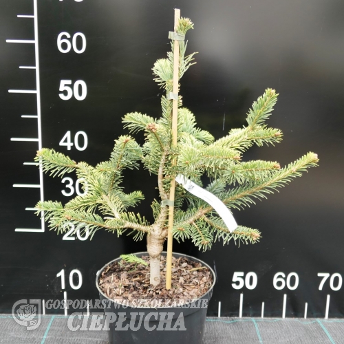 Abies nordmanniana 'Aurea' - jodła kaukaska - Abies nordmanniana 'Aurea'