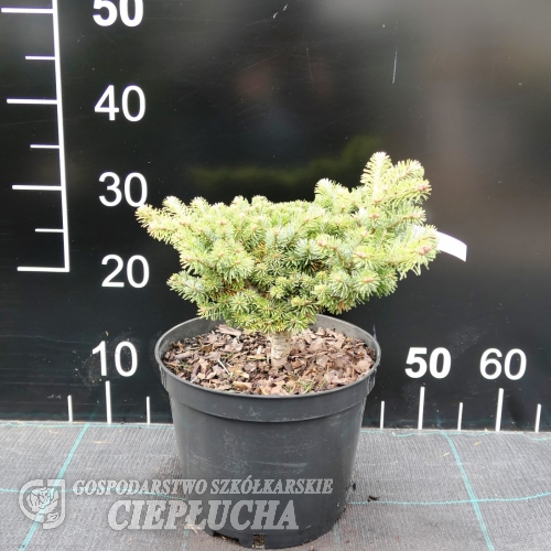Abies veitchii 'Heine' - Пихта Вича - Abies veitchii 'Heine'