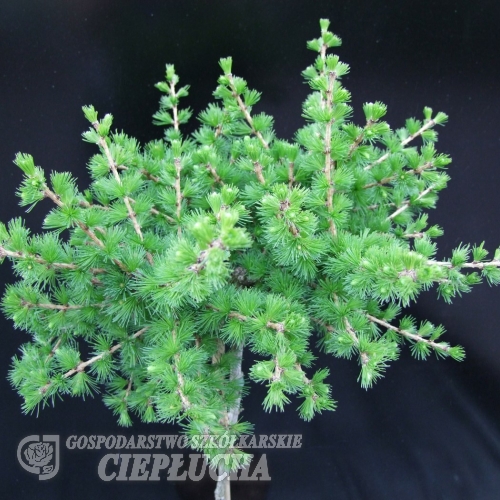 Larix decidua 'Kórnik' - modrzew europejski - Larix decidua 'Kórnik'