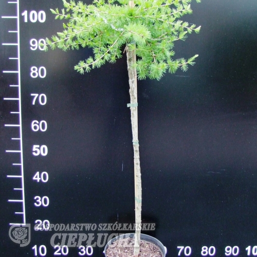 Larix decidua 'Puli' - European larch - Larix decidua 'Puli'