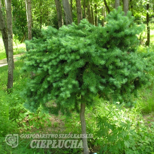 Larix kaempferi 'Blue Dwarf' - Japanische Lärche - Larix kaempferi 'Blue Dwarf'