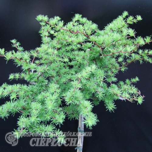 Larix kaempferi 'Diana' - modrzew japoński - Larix kaempferi 'Diana'