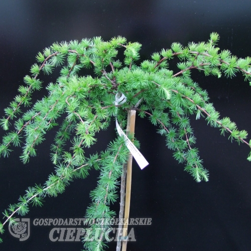 Larix kaempferi 'Stiff Weeper' - modrzew japoński - Larix kaempferi 'Stiff Weeper'