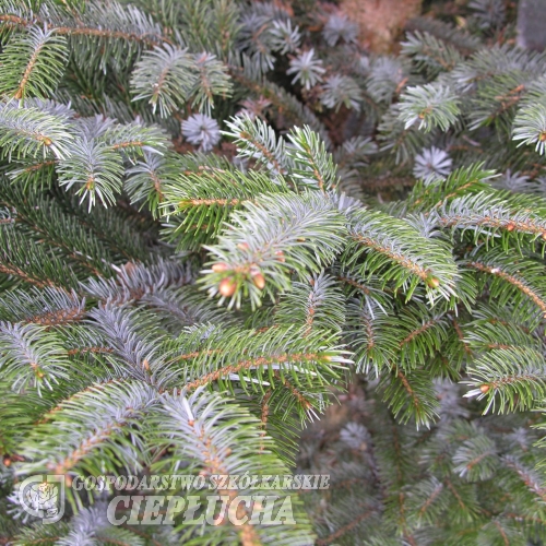 Picea bicolor - Ель Алькокка ; eль двуцветная - Picea bicolor  ;  Picea alcoquiana