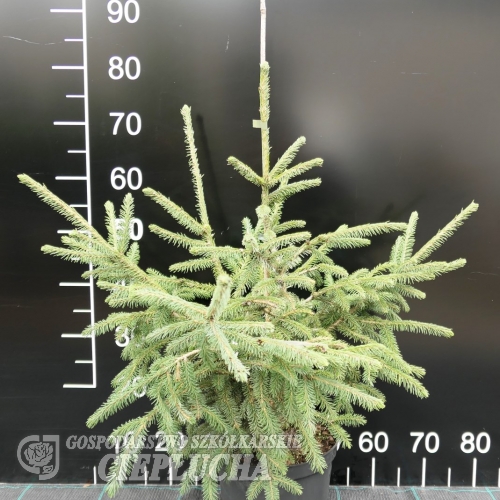 Picea likiangensis var. purpurea - świerk likiangejski - Picea likiangensis var. purpurea