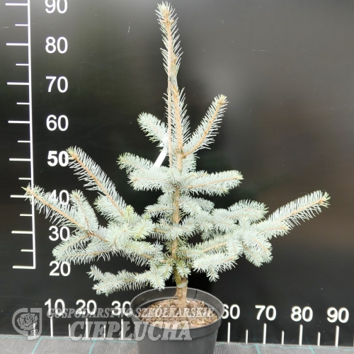 Picea pungens 'Edith' - świerk kłujący - Picea pungens 'Edith'