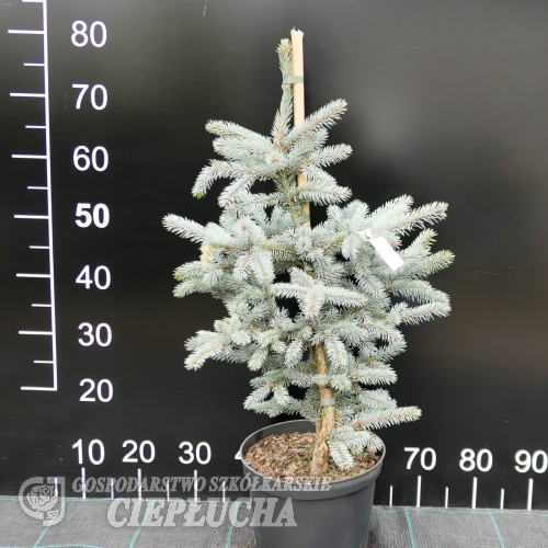 Picea pungens 'Fat Albert' - Colorado Blue Spruce - Picea pungens 'Fat Albert'