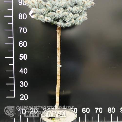 Picea pungens 'Globosa Argentea' - Blue spruce - Picea pungens 'Globosa Argentea'