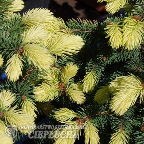 Picea pungens 'Maigold' - świerk kłujący - Picea pungens 'Maigold'