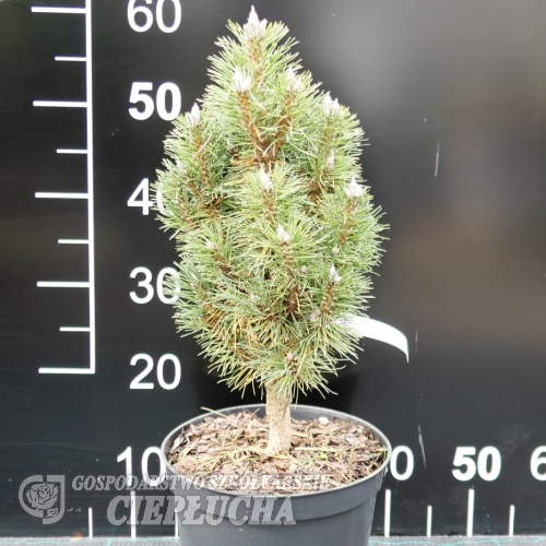 Pinus nigra 'Helga' - sosna czarna - Pinus nigra 'Helga'