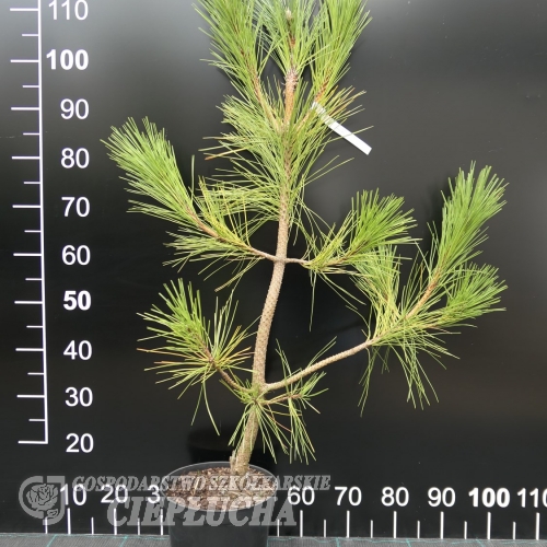 Pinus nigra var. 'Martimia' - sosna czarna - Pinus nigra var. 'Martimia'