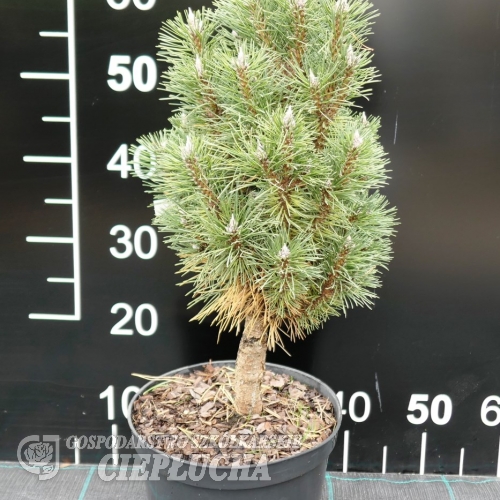Pinus nigra 'Richard' - Austrian pine - Pinus nigra 'Richard'
