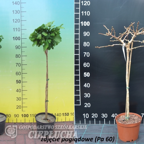 Ginkgo biloba 'Pendula' - Ginkgo Tree ; maidenhair tree - Ginkgo biloba  'Pendula'