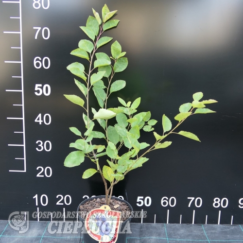 Amelanchier alnifolia Northline - Serviceberry ; Saskatoon - Amelanchier alnifolia Northline