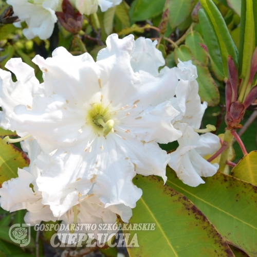 Rhododendron hemsleyanum - Rhododendron hemsleyanum