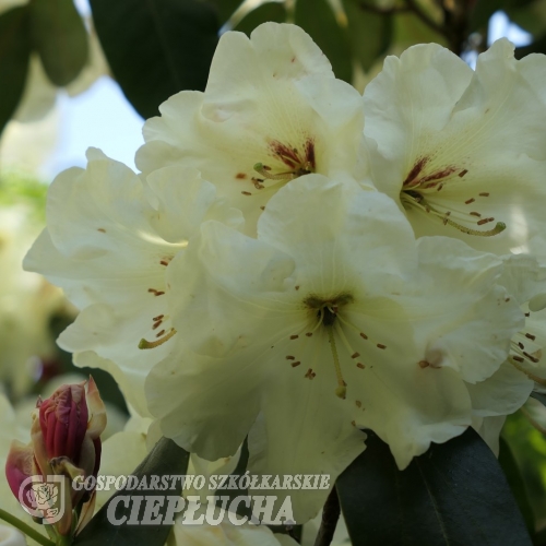 Inamorata - Рододендрон Гибридный - Inamorata - Rhododendron hybridum