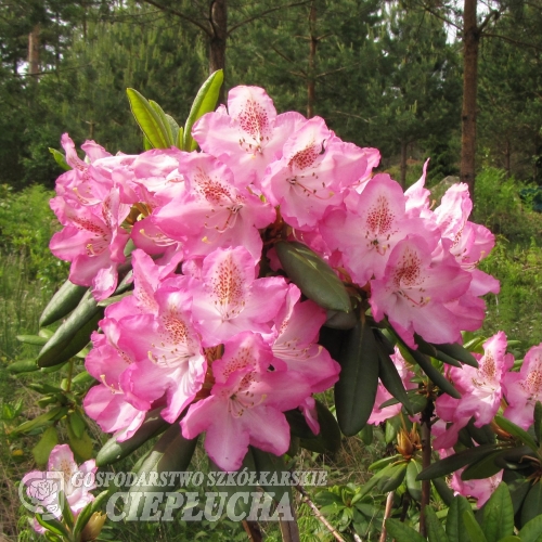 Eija - Rhododendren Hybride - Rhododendron hybridum 'Eija'