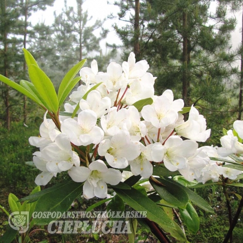 Lumotar - Rhododendren Hybride - Lumotar - Rhododendron hybridum