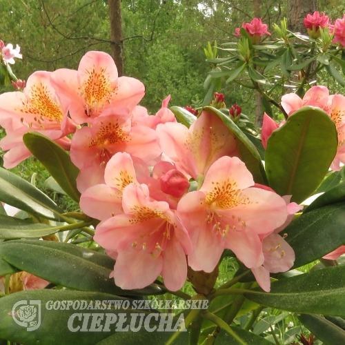 Merja - Rhododendron Hybride - Merja - Rhododendron hybridum