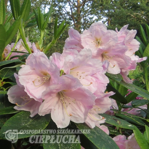 Ritva - Rhododendron Hybride - Ritva - Rhododendron hybridum