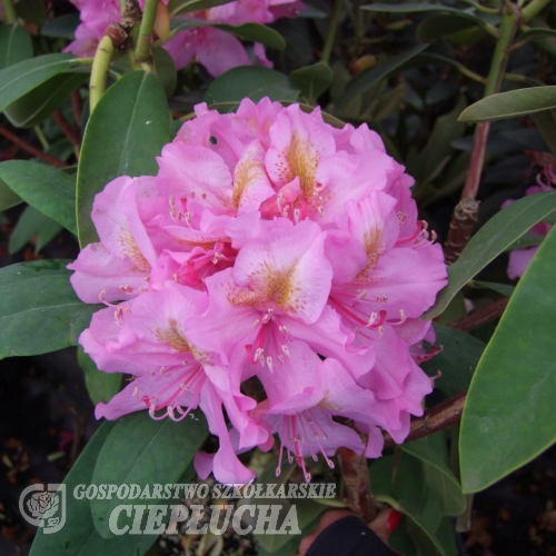 Late Kiss - Rhododendron Hybride - Late Kiss - Rhododendron hybridum