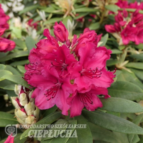 Neon Kiss - różanecznik wielkokwiatowy - Neon Kiss - Rhododendron hybridum