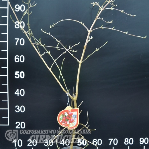 Cornus mas 'Jantarnyj' - dereń jadalny - Cornus mas 'Jantarnyj'