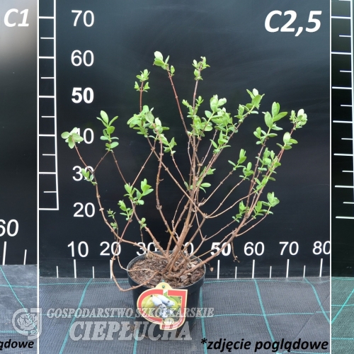 Lonicera kamtschatica 'Bakczarskaja Jubilejnaja' - jagoda kamczacka - Lonicera kamtschatica 'Bakczarskaja Jubilejnaja'