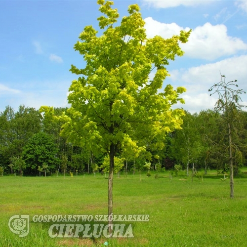 Acer platanoides 'Crimson Gold' - klon zwyczajny - Acer platanoides 'Crimson Gold'