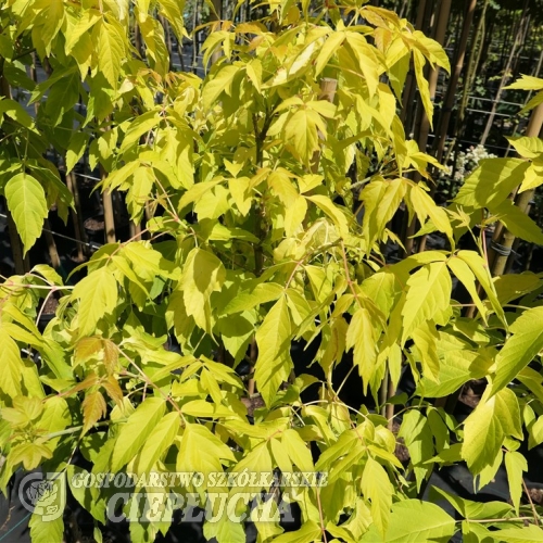 Acer negundo 'Odessanum' - Eschen- Ahorn - Acer negundo 'Odessanum'