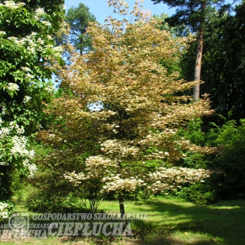 Acer pseudoplatanus 'Reymont' - Sycamore Maple - Acer pseudoplatanus 'Reymont'