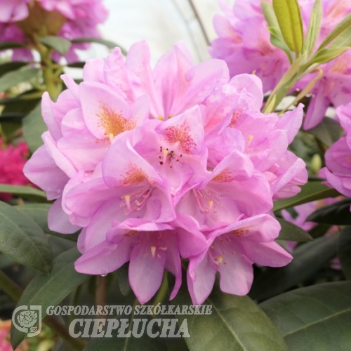 Becca  - Rhododendron hybrids - Becca - Rhododendron hybridum