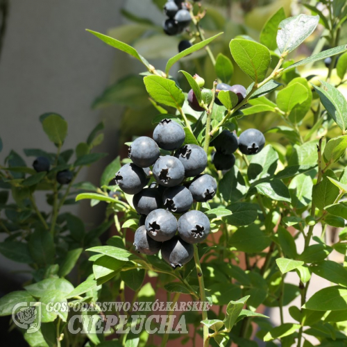 Alvar PBR - Halfhigh Blueberry - Alvar PBR - Vaccinium angustifolium x Vaccinium corymbosum