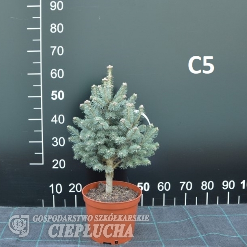 Abies lasiocarpa 'Nana Compacta' - jodła górska - Abies lasiocarpa 'Nana Compacta'